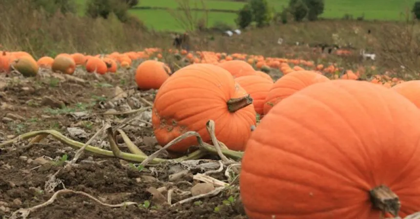 Westover Farm Pumpkin Patch